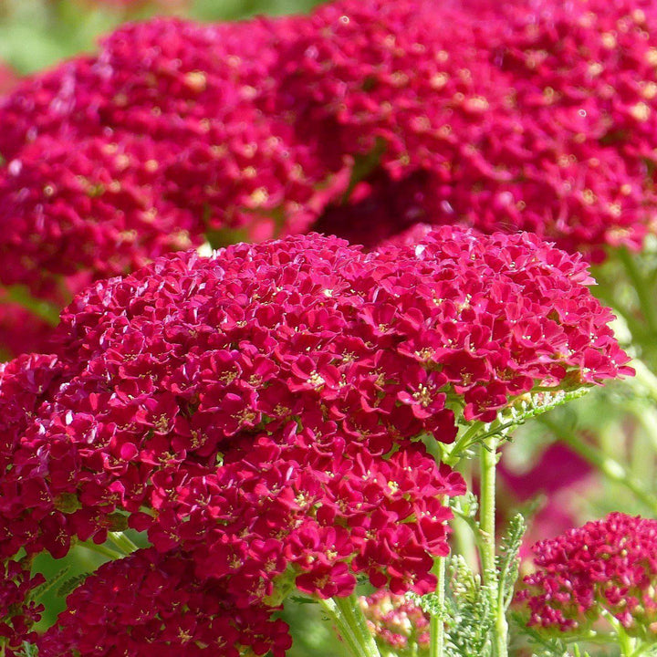 Achillea millefolium 'Pomegranate' ~ Pomegranate Yarrow