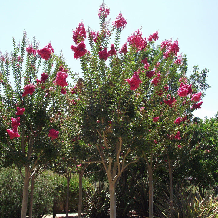 Lagerstroemia indica x fauriei 'Tuscarora' ~ Tuscarora Crape Myrtle