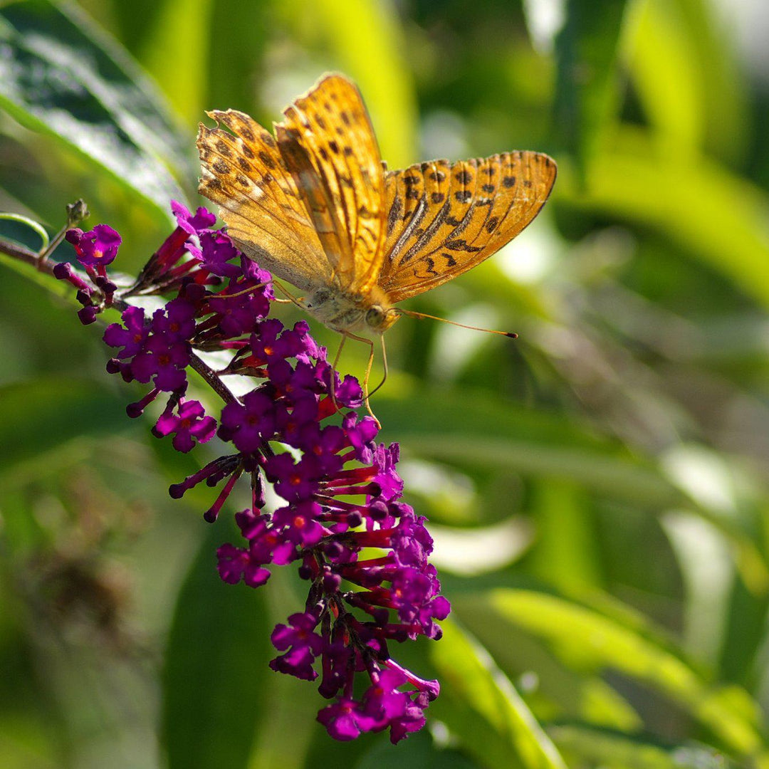 Buddleia davidii 'Royal Red' ~ Arbusto de mariposa rojo real