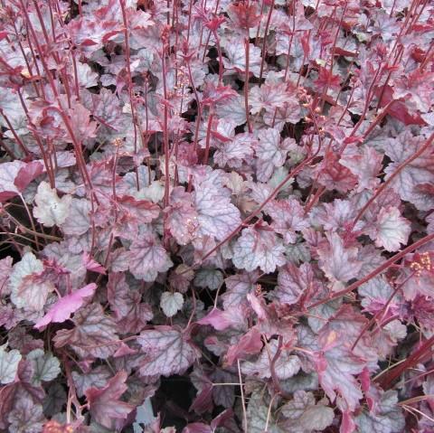 Heuchera × villosa 'Carnival Rose Granita' ~ Carnival Rose Granita Heuchera