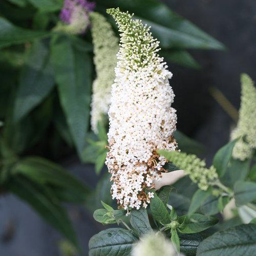 Buddleia x 'SMNBDW' PP 28,795 ~ Arbusto de mariposa Pugster White®