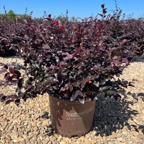 Loropetalum chinense 'Shang-Red' ~ Red Diamond® Fringe Flower