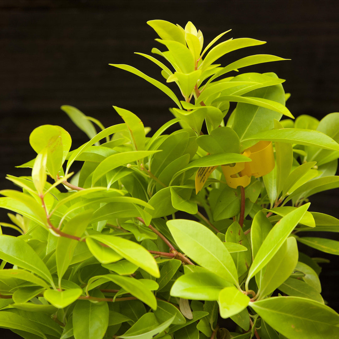 Illicium parviflorum 'Florida Sunshine' ~ Florida Sunshine Anise