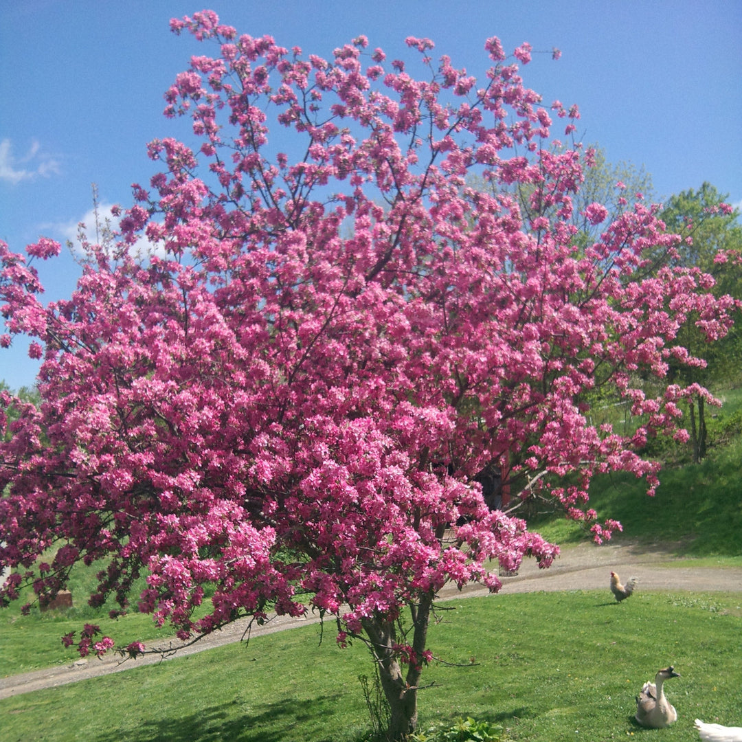 Malus 'JFS-KW5' ~ Royal Raindrops® Crabapple