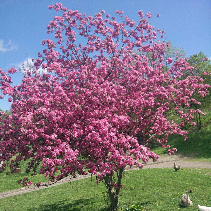 Malus 'JFS-KW5' ~ Manzano silvestre Royal Raindrops®