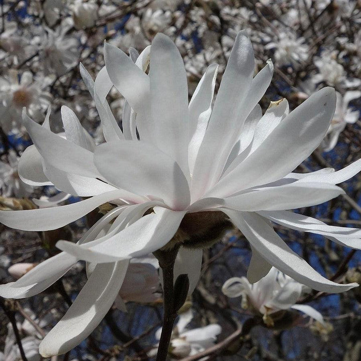 Magnolia stellata 'Centennial' ~ Centennial Star Magnolia