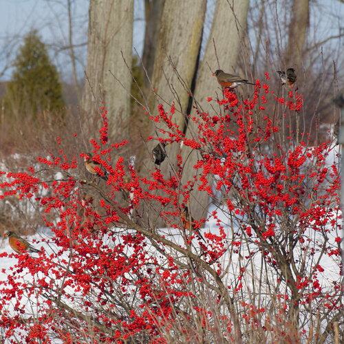 Ilex verticillata 'FarrowBPop' USPP 25,83 ~ Berry Poppins® Winterberry