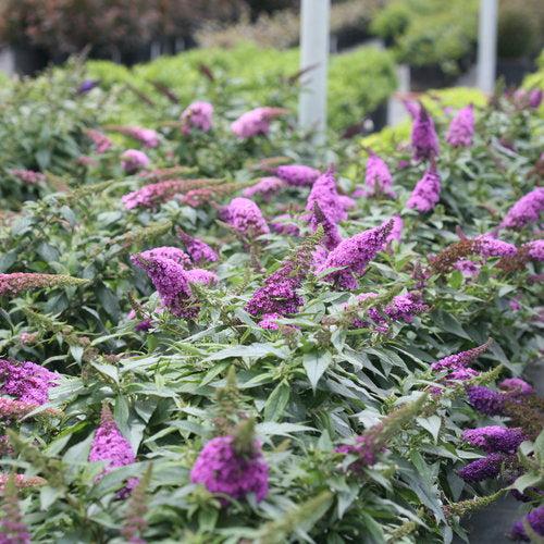 Buddleia x 'SMNBDO' ~ Pugster Periwinkle® Butterfly Bush