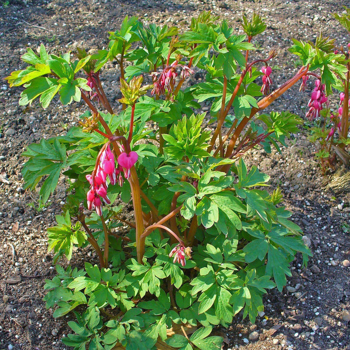 Dicentra spectabilis ~ Asian Bleeding Heart