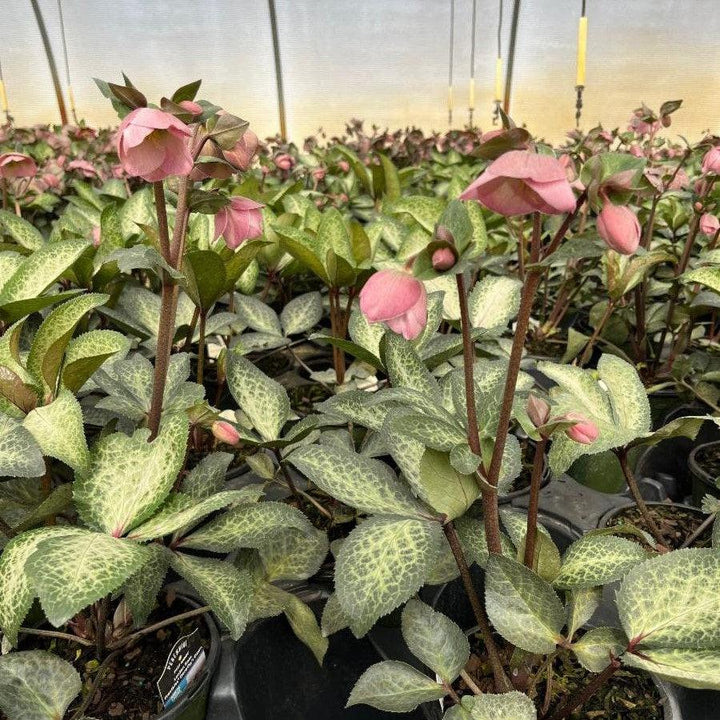 Helleborus x hybridus 'EPB 29' ~ FrostKiss™ Dorothy's Dawn® Lenten Rose