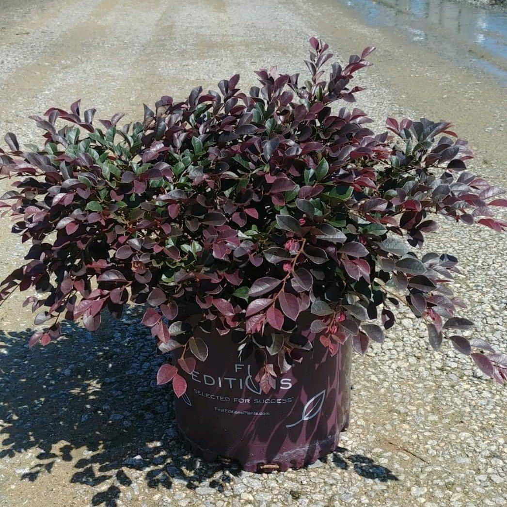 Loropetalum chinense var. rubrum 'PIILC-I' PP25,534 ~ Flor con flecos First Editions® Crimson Fire™