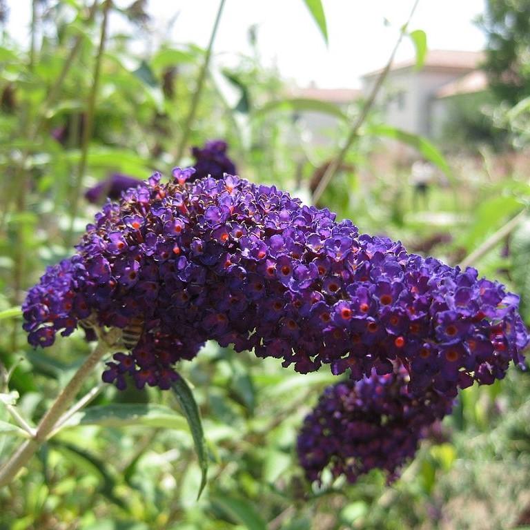 Buddleia 'Caballero Negro' ~ Arbusto Mariposa Caballero Negro