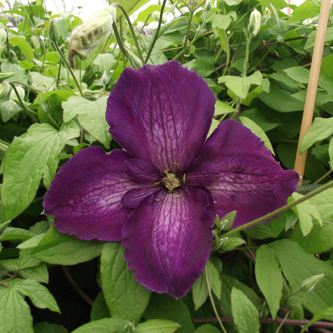 Clematis x 'Zojapur' ~ Happy Jack® Purple Clematis