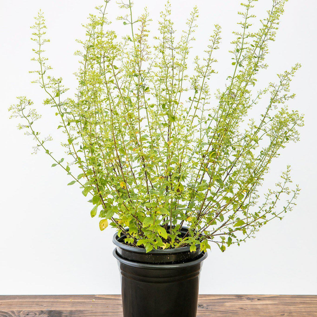 Calamintha nepeta 'Blue Cloud' ~ Blue Cloud Catmint