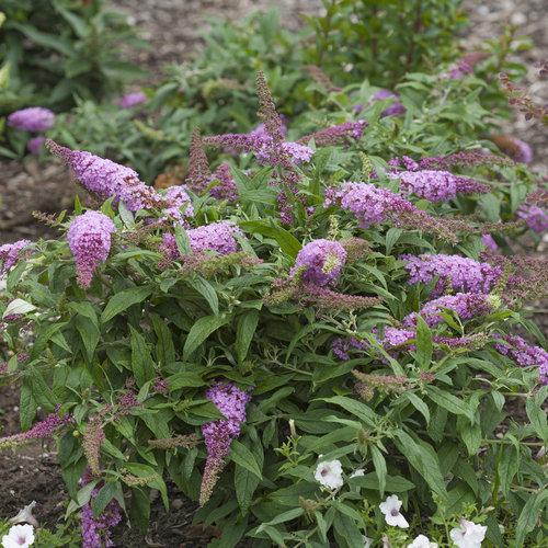 Buddleia davidii 'Pugster Pink' ~ Pugster Pink® Dwarf Butterfly Bush