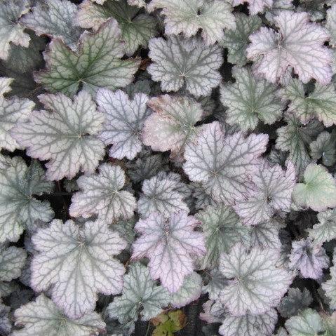 Heuchera x 'Frosted Violet' ~ Frosted Violet Coral Bells