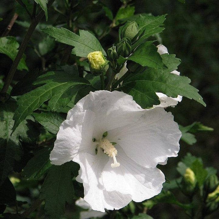 Hibiscus syriacus 'Diana' ~ Diana Hibiscus