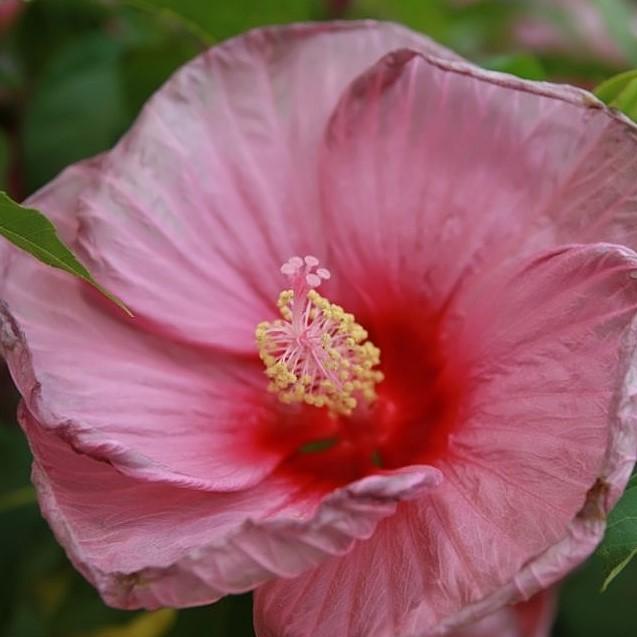 Hibiscus x 'Fantasia' ~ Fantasia Hibiscus