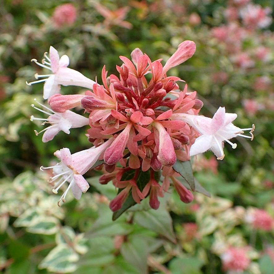 Abelia x grandiflora 'Mardi Gras' ~ Mardi Gras Glossy Abelia