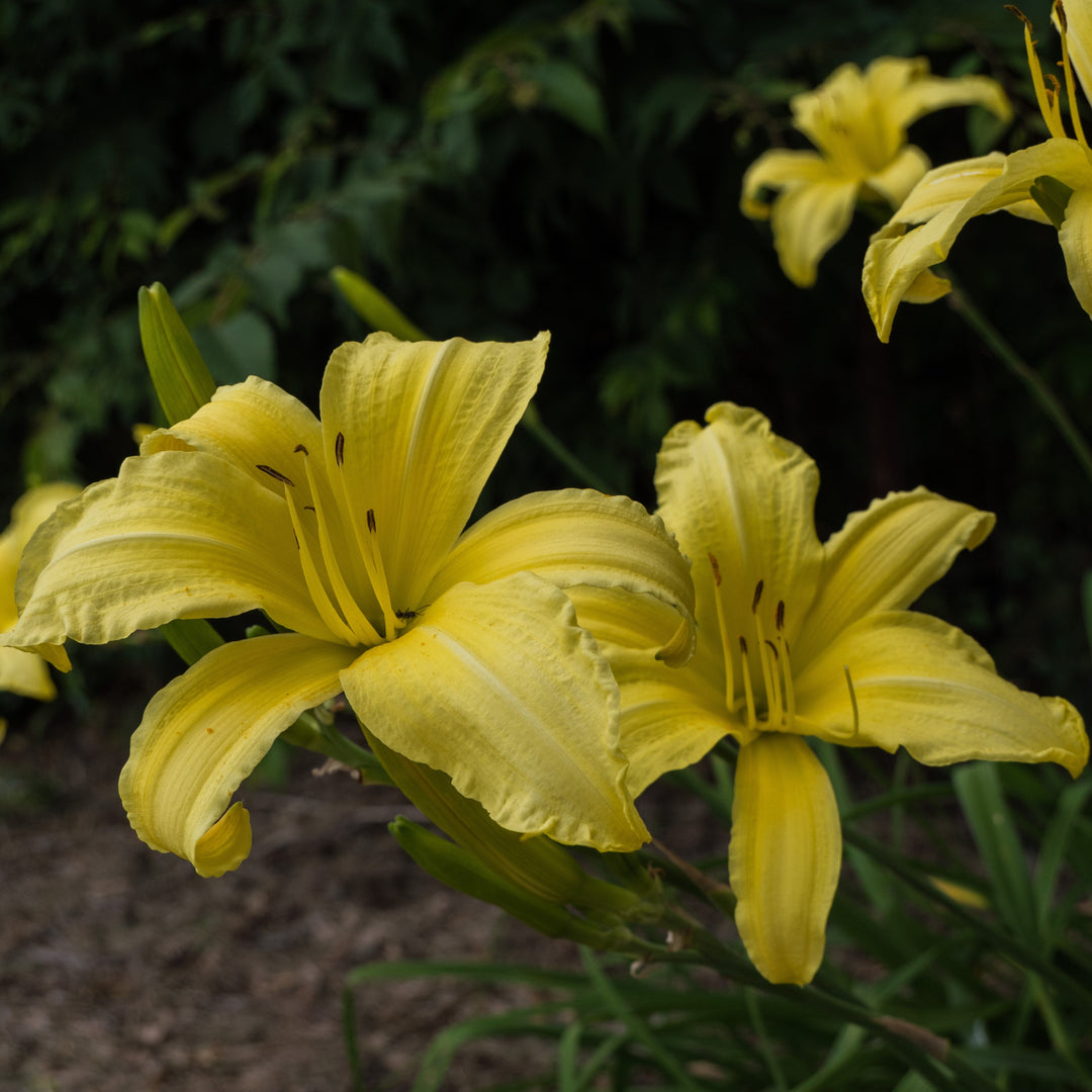 Hemerocallis 'Hyperion' ~ Hyperion Daylily