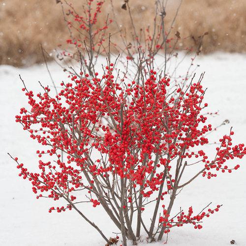 Ilex verticillata 'FarrowBPop' USPP 25,83 ~ Berry Poppins® Winterberry