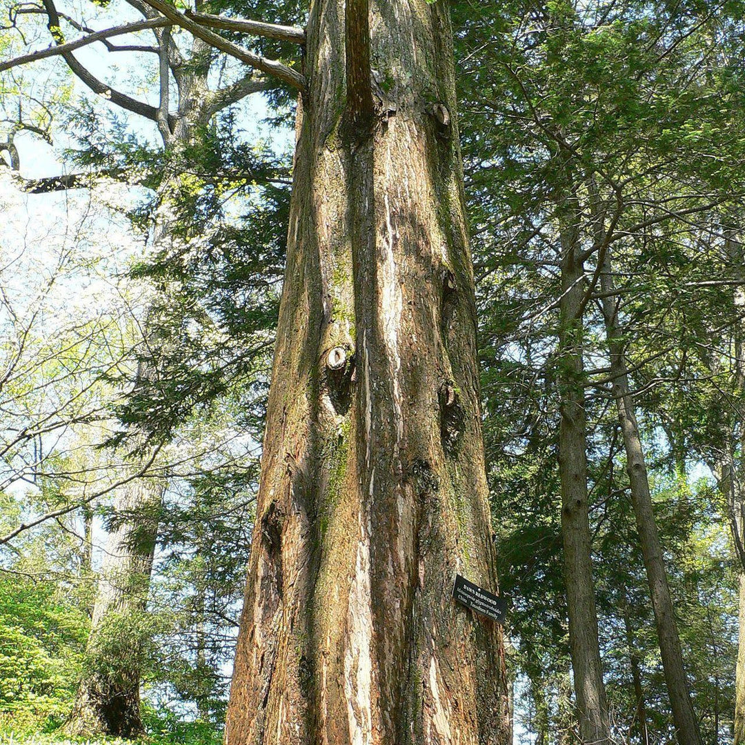 Metasequoia glyptostroboides ~ Dawn Redwood