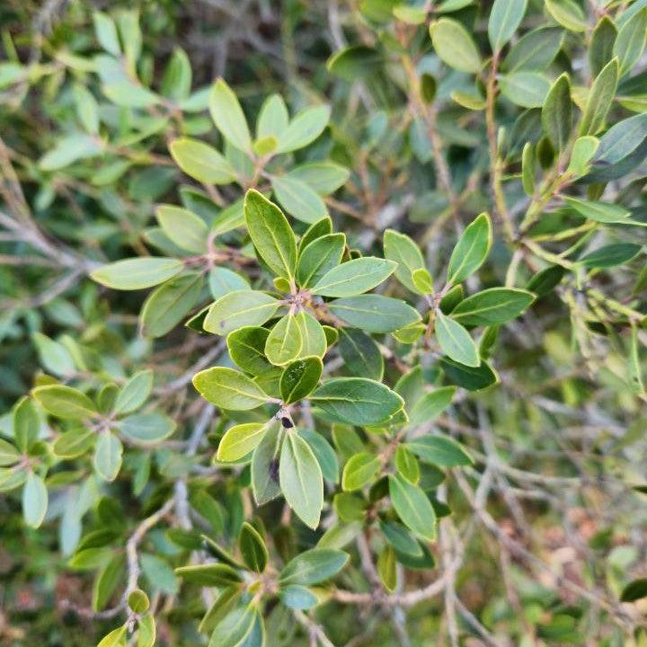 Ilex glabra 'Alexander' ~ Forever Emerald™ Inkberry