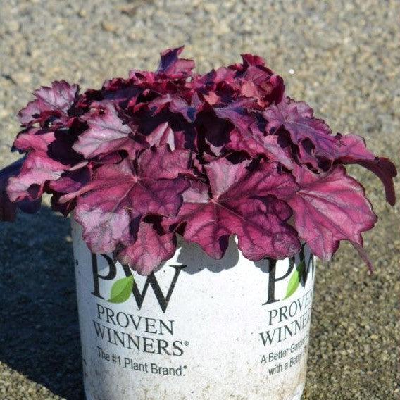 Heuchera 'Wild Rose' ~ Primo® Wild Rose Heuchera