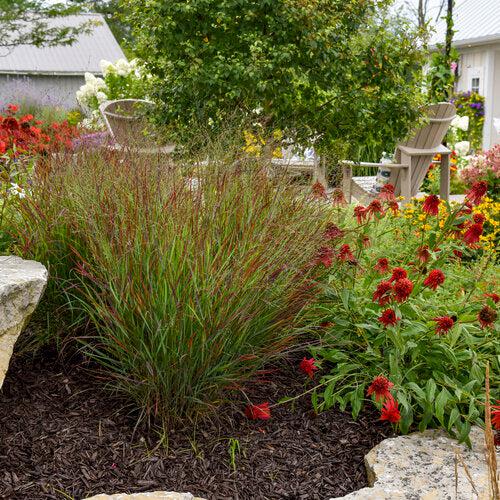 Panicum virgatum 'Cheyenne Sky' PP23209 ~ Prairie Winds® Cheyenne Sky Switch Grass