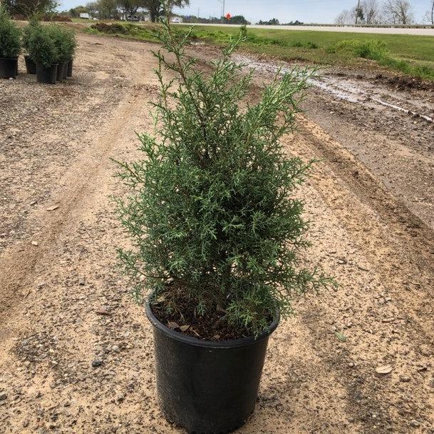 Cupressus arizonica glabra 'Carolina Sapphire' ~ Carolina Sapphire, Smooth Arizona Cypress