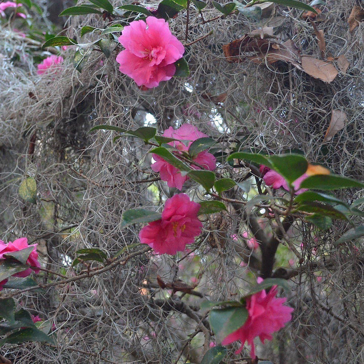 Camellia sasanqua 'Rosa de Otoño' ~ Rosa de Otoño Camelia