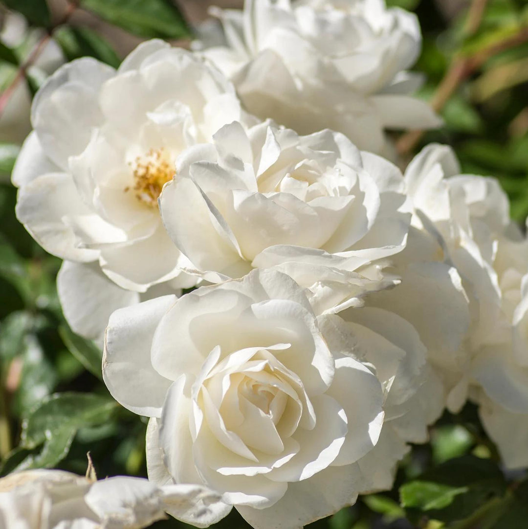 Rosa 'Korbin' ~ Rosa Iceberg