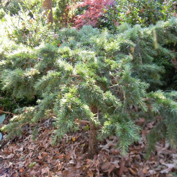 Cedrus deodara 'Divinely Blue' ~ Divinely Blue Deodar Cedar