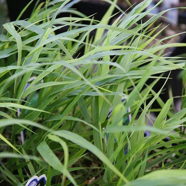 Hakonechloa macra ~ Hierba del bosque japonesa, Hierba Hakone
