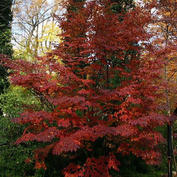 Cornus kousa ~ Cornejo Kousa