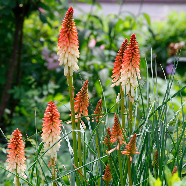 Kniphofia 'High Roller' ~ High Roller Red Hot Poker