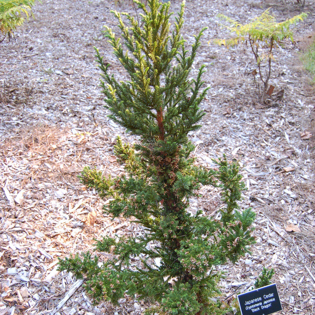 Cryptomeria japonica 'Dragón Negro' ~ Cedro japonés Dragón Negro 