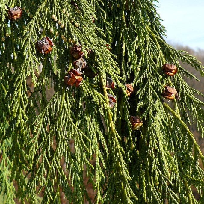 Chamaecyparis nootkatensis 'Pendula' ~ Weeping Alaska Cedar