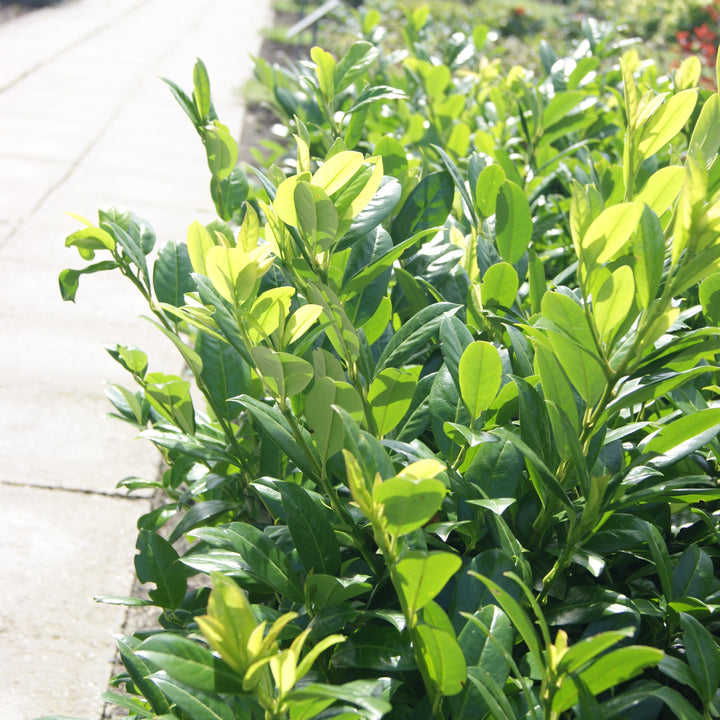 Prunus laurocerasus 'JONG3' PP29,891 ~ Green Goblet Laurel