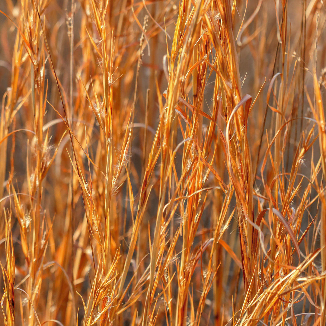 Andropogon virginicus ~ Broomsedge, Yellow Bluestem