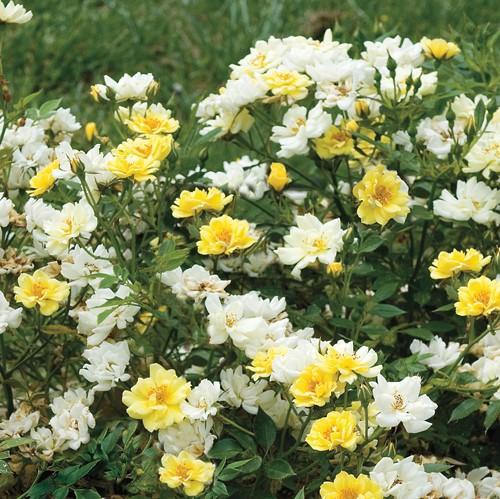 Rosa ‘Meisentmil' PP 20,635 ~ Lemon Drift® Rose