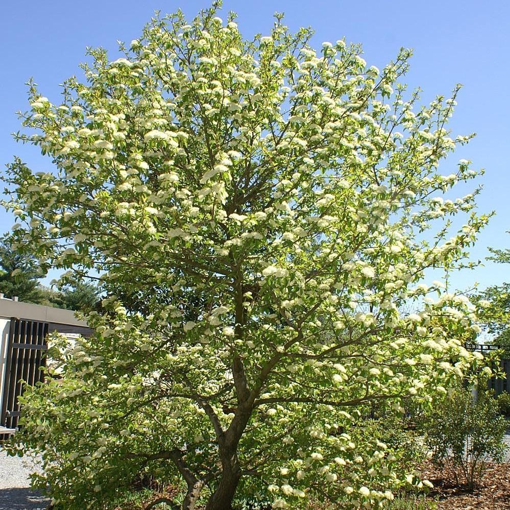 Viburnum prunifolium ~ Blackhaw Viburnum