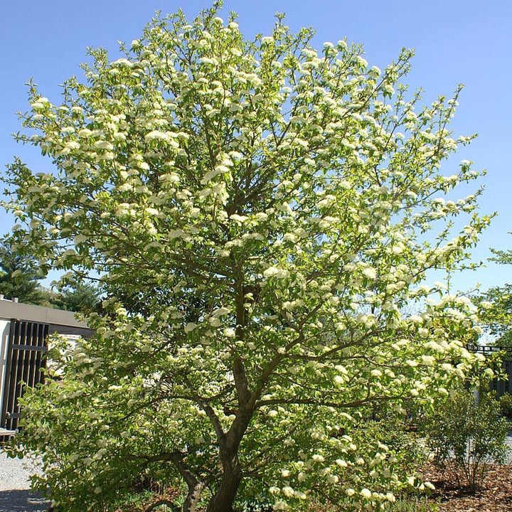 Viburnum prunifolium ~ Viburnum de Blackhaw