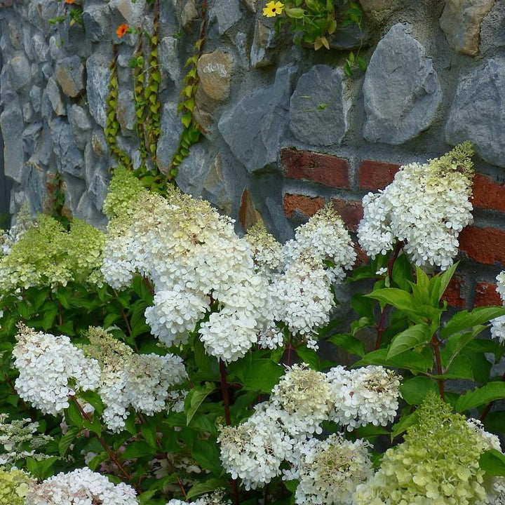 Hortensia paniculata 'Bailpanone' PP32,549 ~ First Editions® Little Hottie® Hydrangea