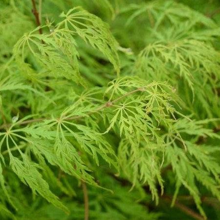 Acer palmatum var. dissectum 'Viridis' ~ Viridis Japanese Maple