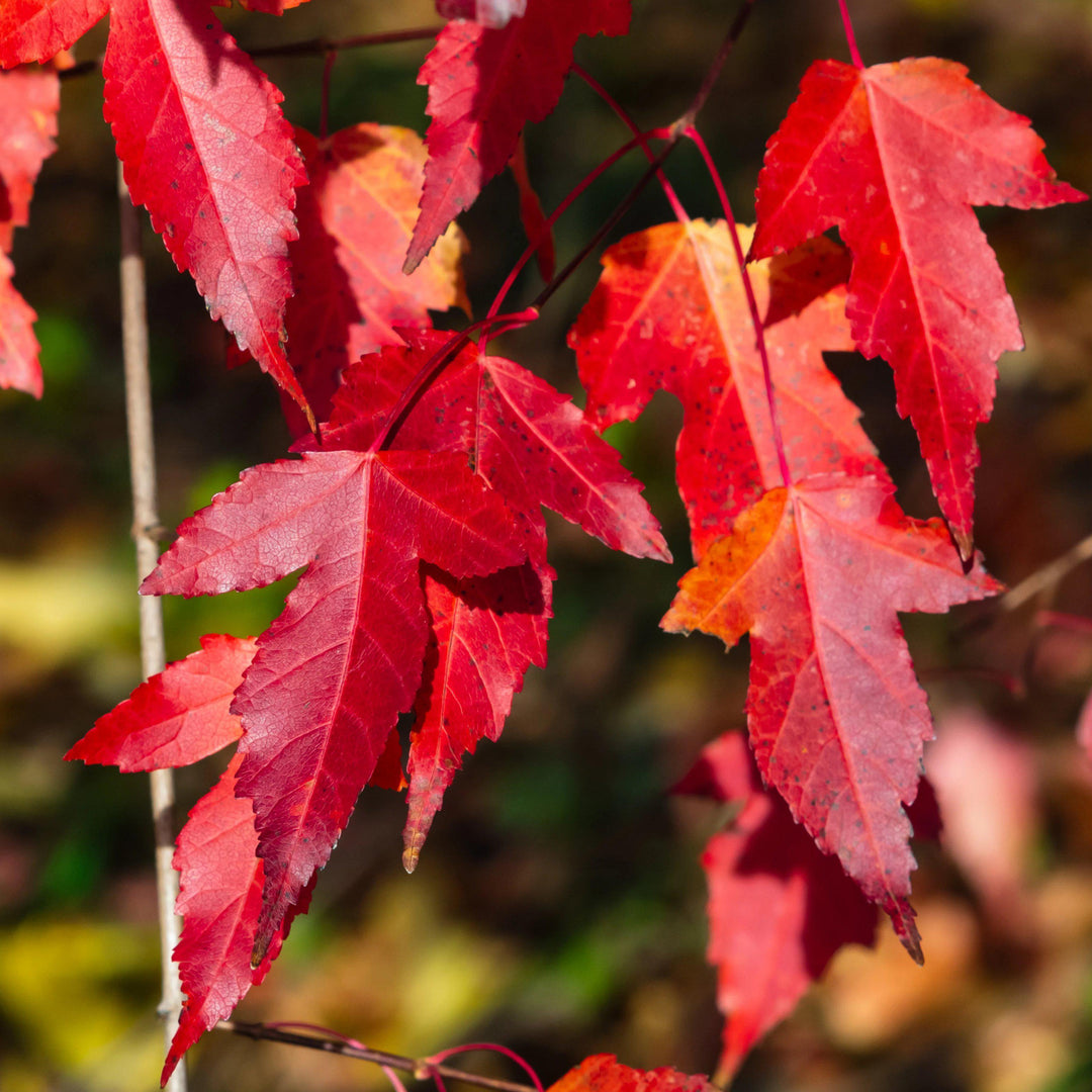 Acer ginnala 'Flame' ~ Flame Amur Maple