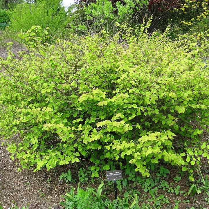 Corylopsis pauciflora ~ Winter Hazel