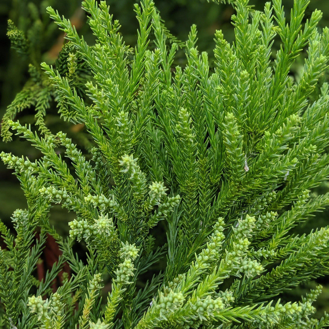 Cryptomeria japonica 'Radicans' ~ Cedro japonés Radicans 