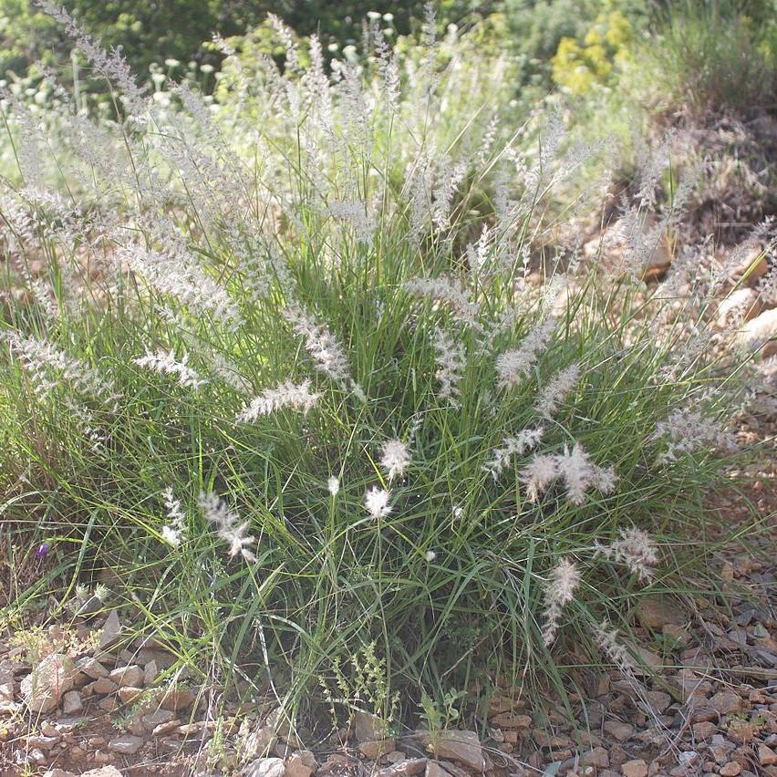 Pennisetum orientale ~ Chinese Fountain Grass