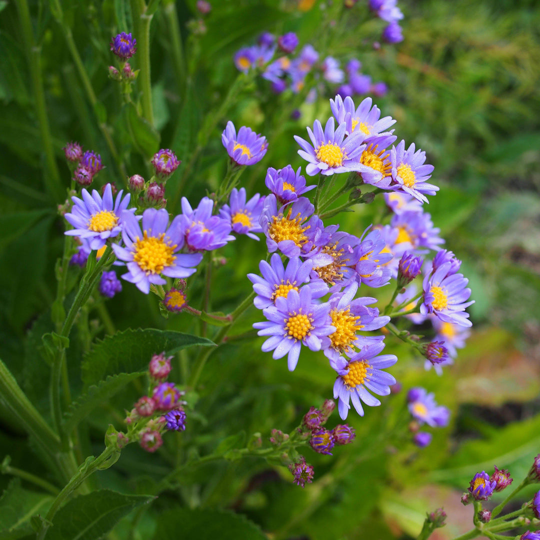 Aster tataricus 'Jindai' ~ Jindai Tatarian Aster